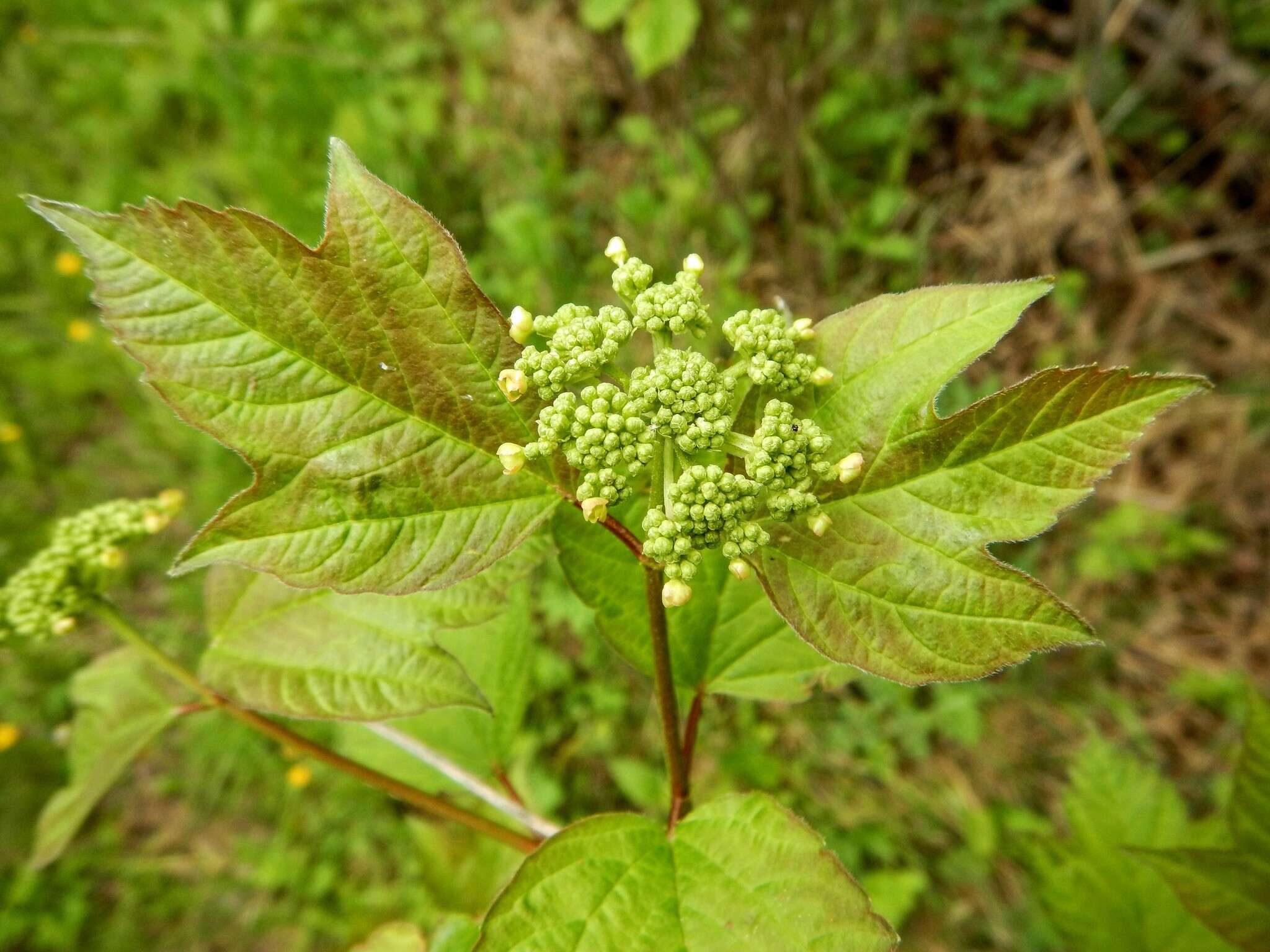 Viburnum opulus var. americanum (P. Mill.) Ait. resmi