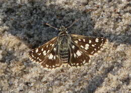 Image of Spialia diomus Hopffer 1855