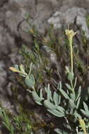 Acleisanthes lanceolata (Wooton) R. A. Levin resmi