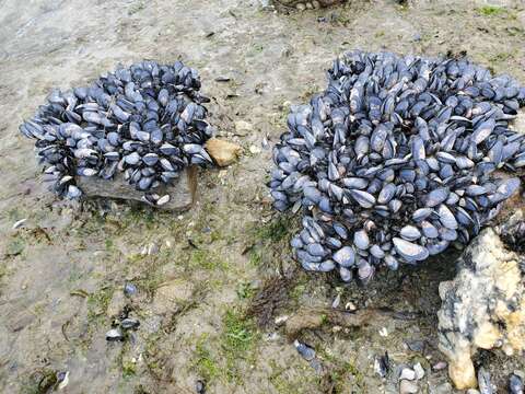 Image of Chilean blue mussel