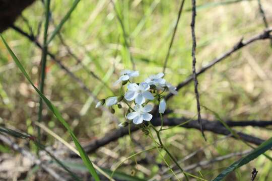 Image of Drosera pallida Lindl.