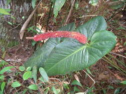 Image of Anthurium lucens Standl.