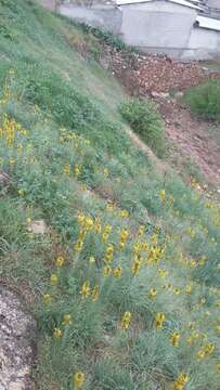 Image of Asphodeline lutea (L.) Rchb.