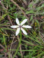 Image of Wurmbea uniflora (R. Br.) T. D. Macfarl.