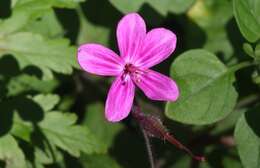 Image of Geranium reuteri Aedo & Muñoz Garm.