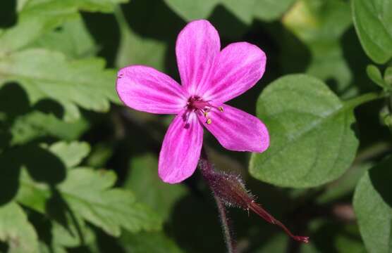 Image of Geranium reuteri Aedo & Muñoz Garm.