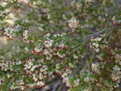 Image of Erica zeyheriana (Klotzsch) E. G. H. Oliver