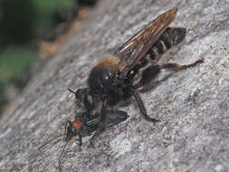 Image of Laphria ephippium (Fabricius 1781)