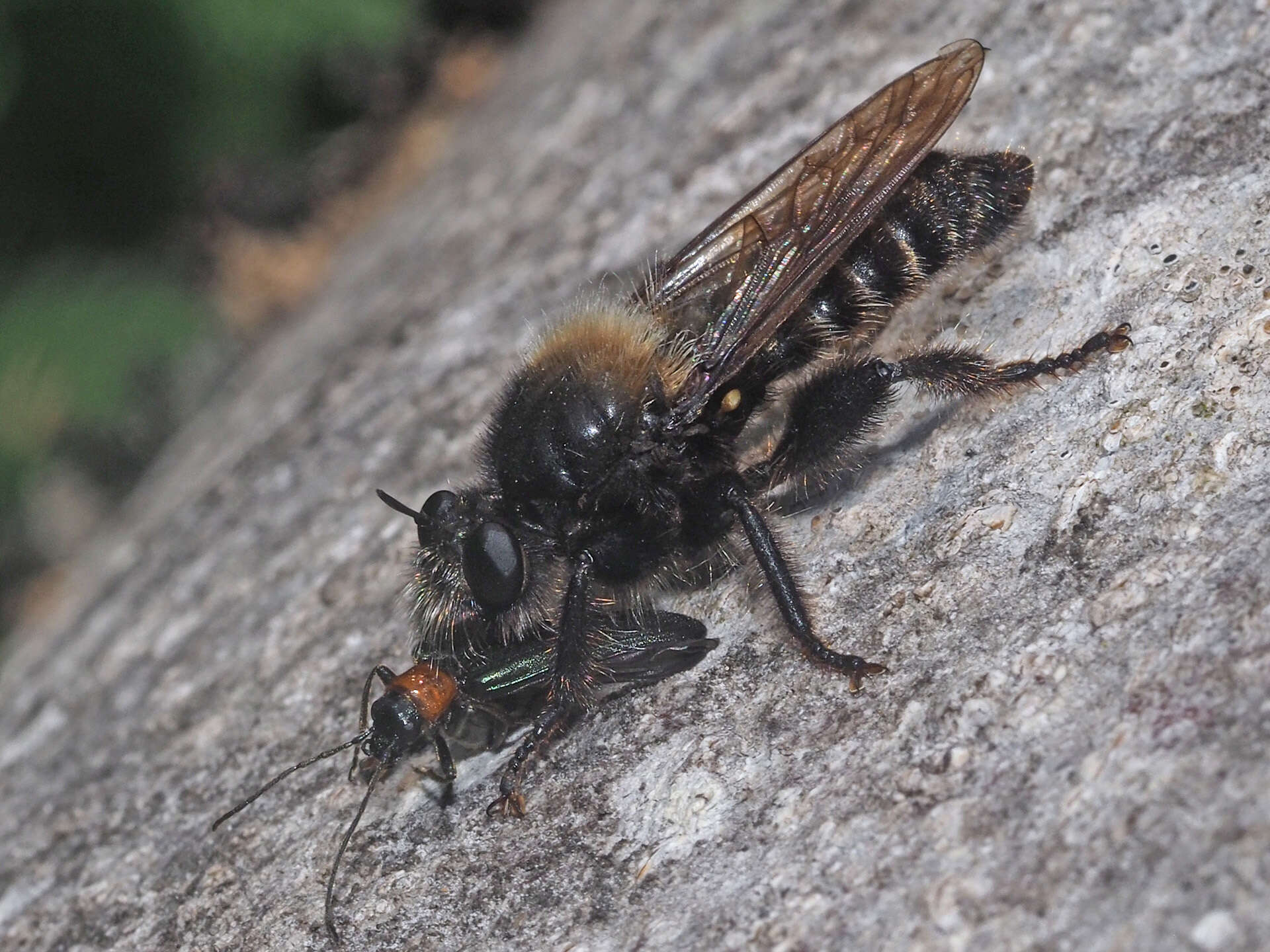 Image of Laphria ephippium (Fabricius 1781)