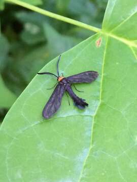 Image of Grapeleaf Skeletonizer