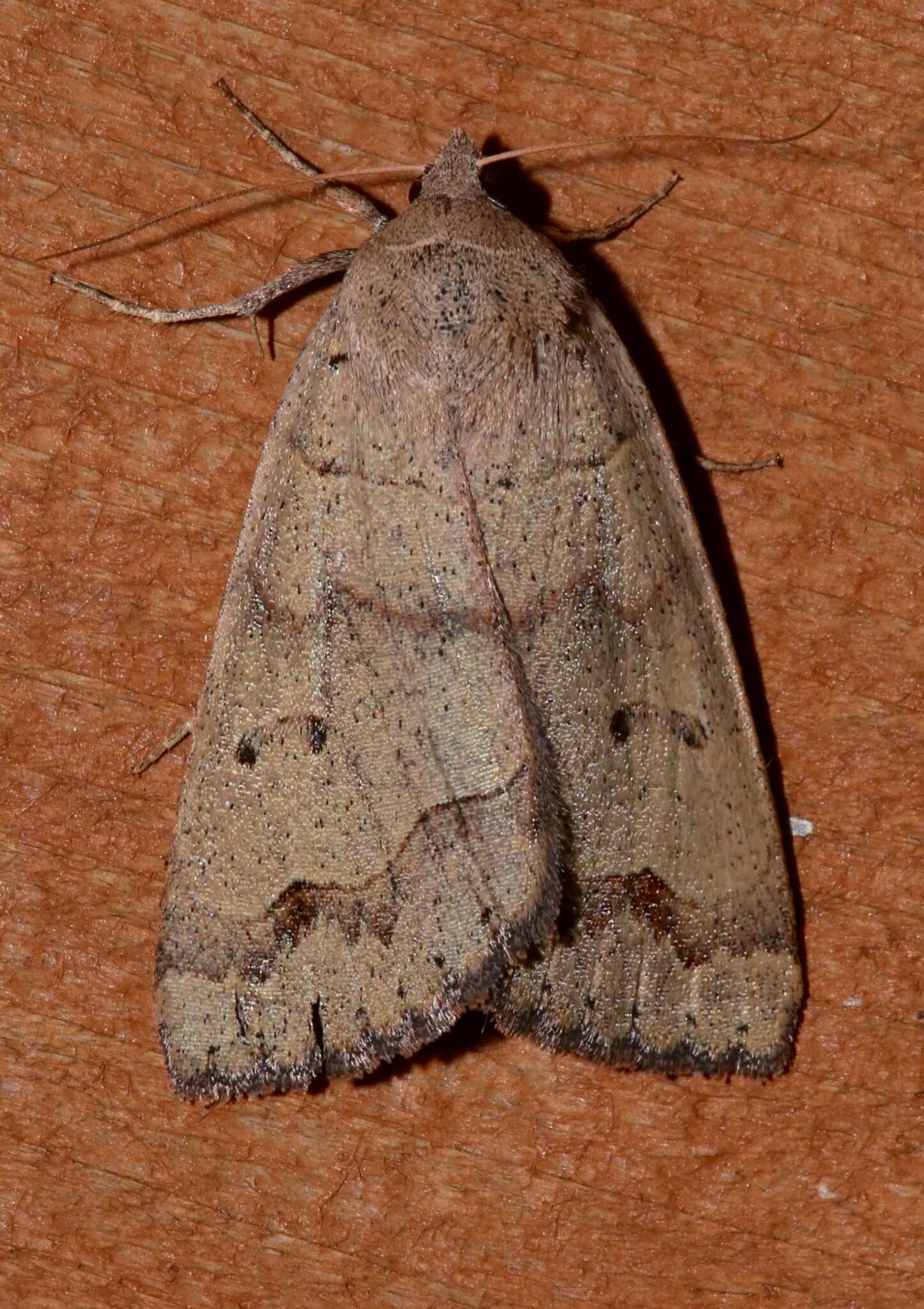 Image of Common Oak Moth