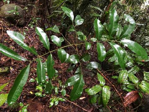 صورة Dysoxylum fraserianum (A. Juss.) Benth.