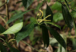 Sivun Tetrorchidium didymostemon (Baill.) Pax & K. Hoffm. kuva