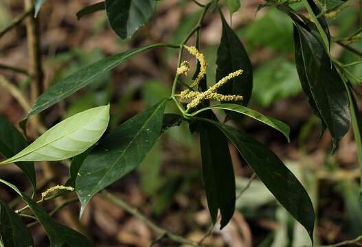 Imagem de Tetrorchidium didymostemon (Baill.) Pax & K. Hoffm.