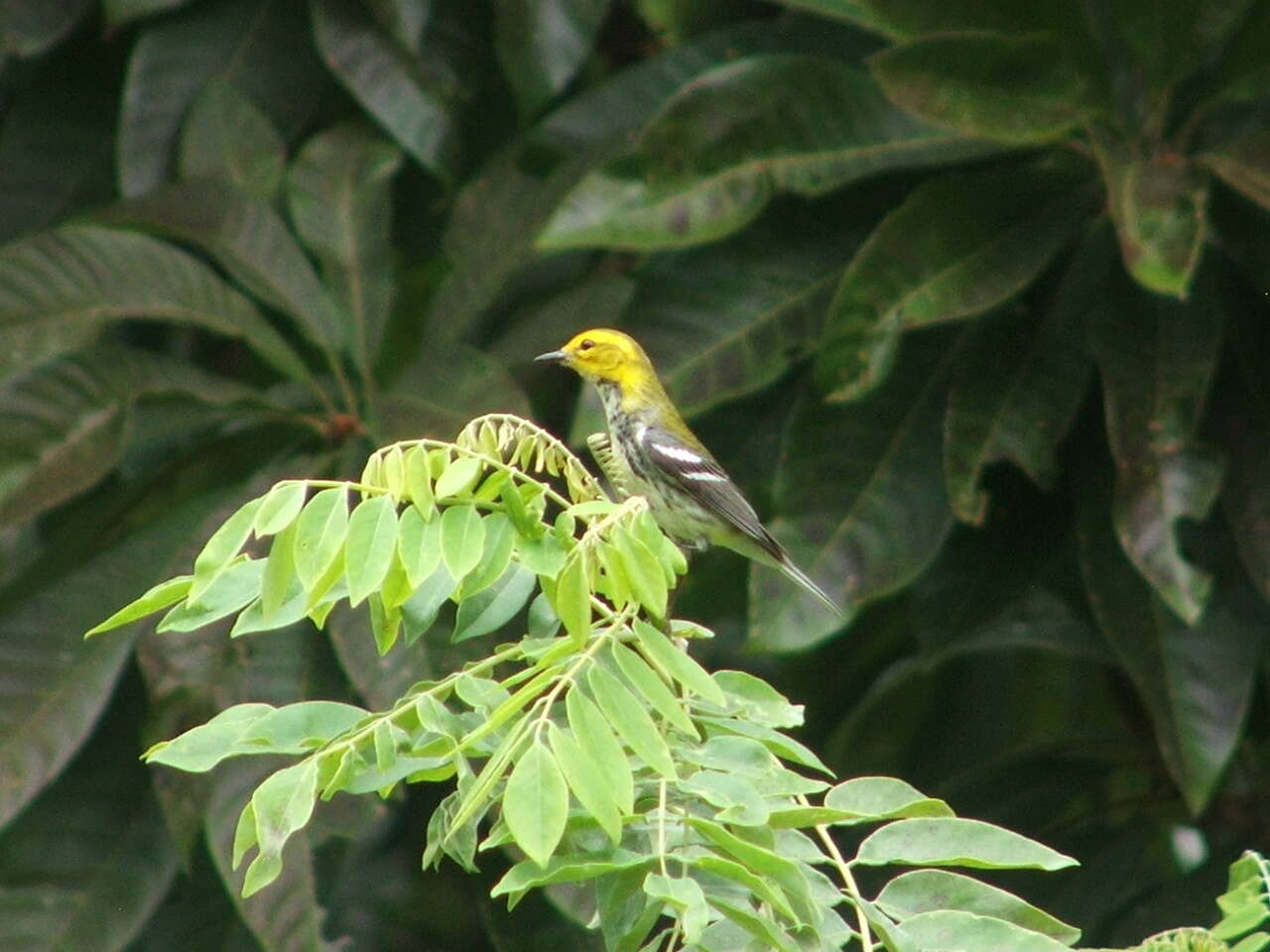 Image of Black-throated Green Warbler