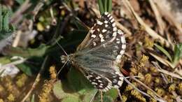 Image of Southern Grizzled Skipper