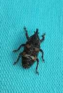 Image of Banded Pine Weevil