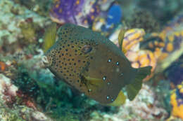 Image of Yellow boxfish