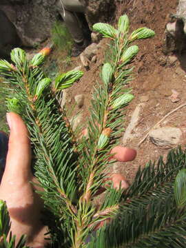 Image of Hickel's Fir