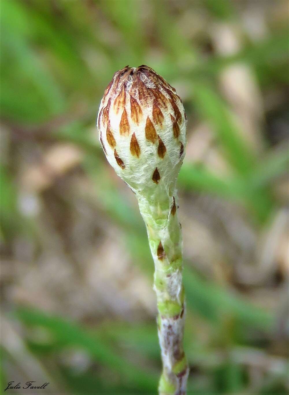 Слика од Leptorhynchos squamatus (Labill.) Less.