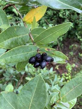 Image of Common Waterberry