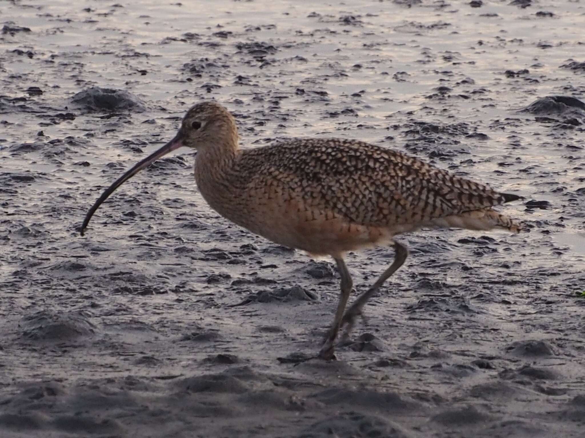 Image of Long-billed Curlew