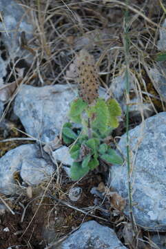 Image of Teucrium lamiifolium d'Urv.