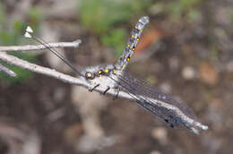 Image of Pilacmonotus sabulosus (Walker 1853)