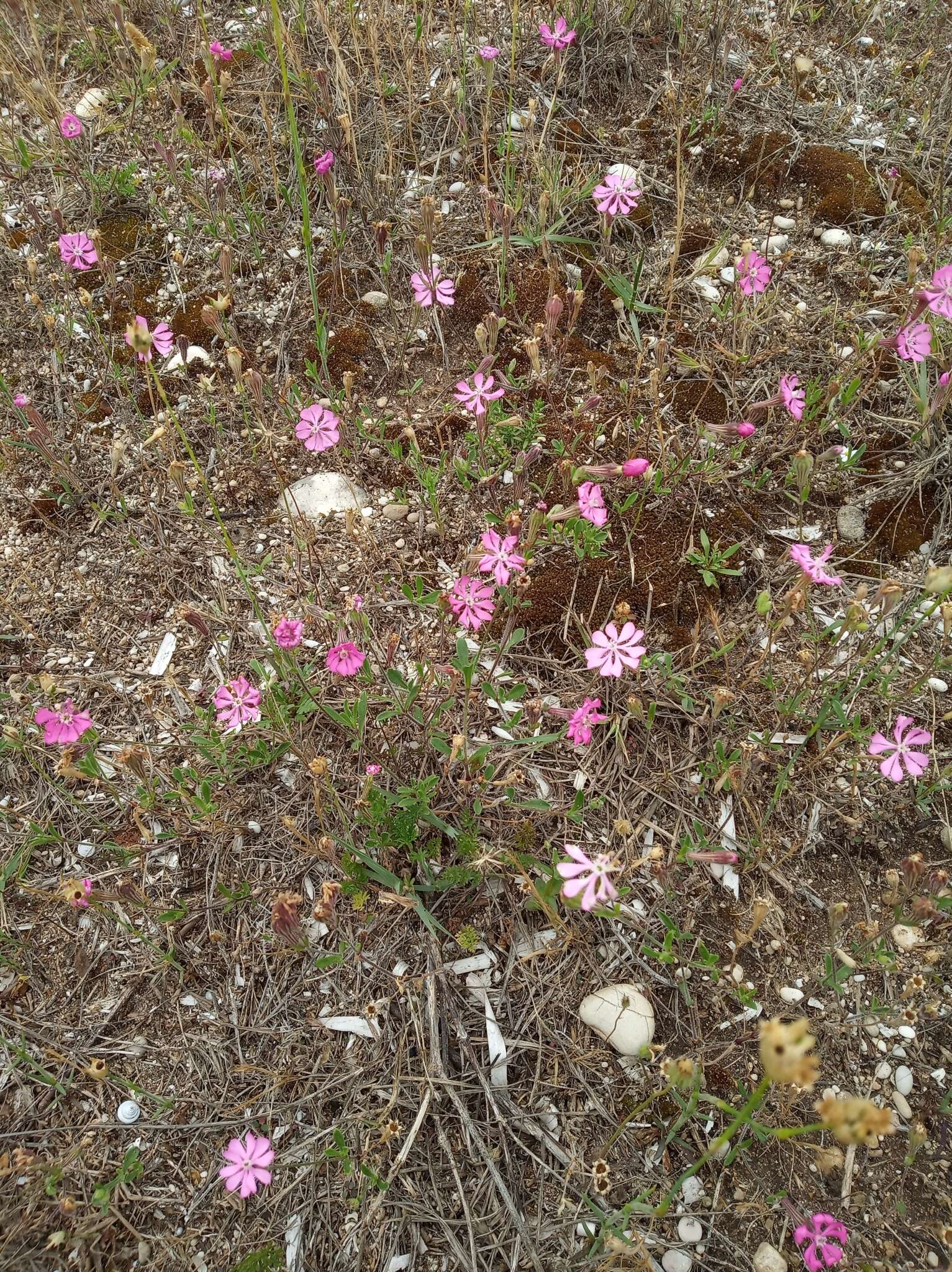 Image of Silene colorata Poir.