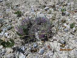 Image of Barr's milkvetch