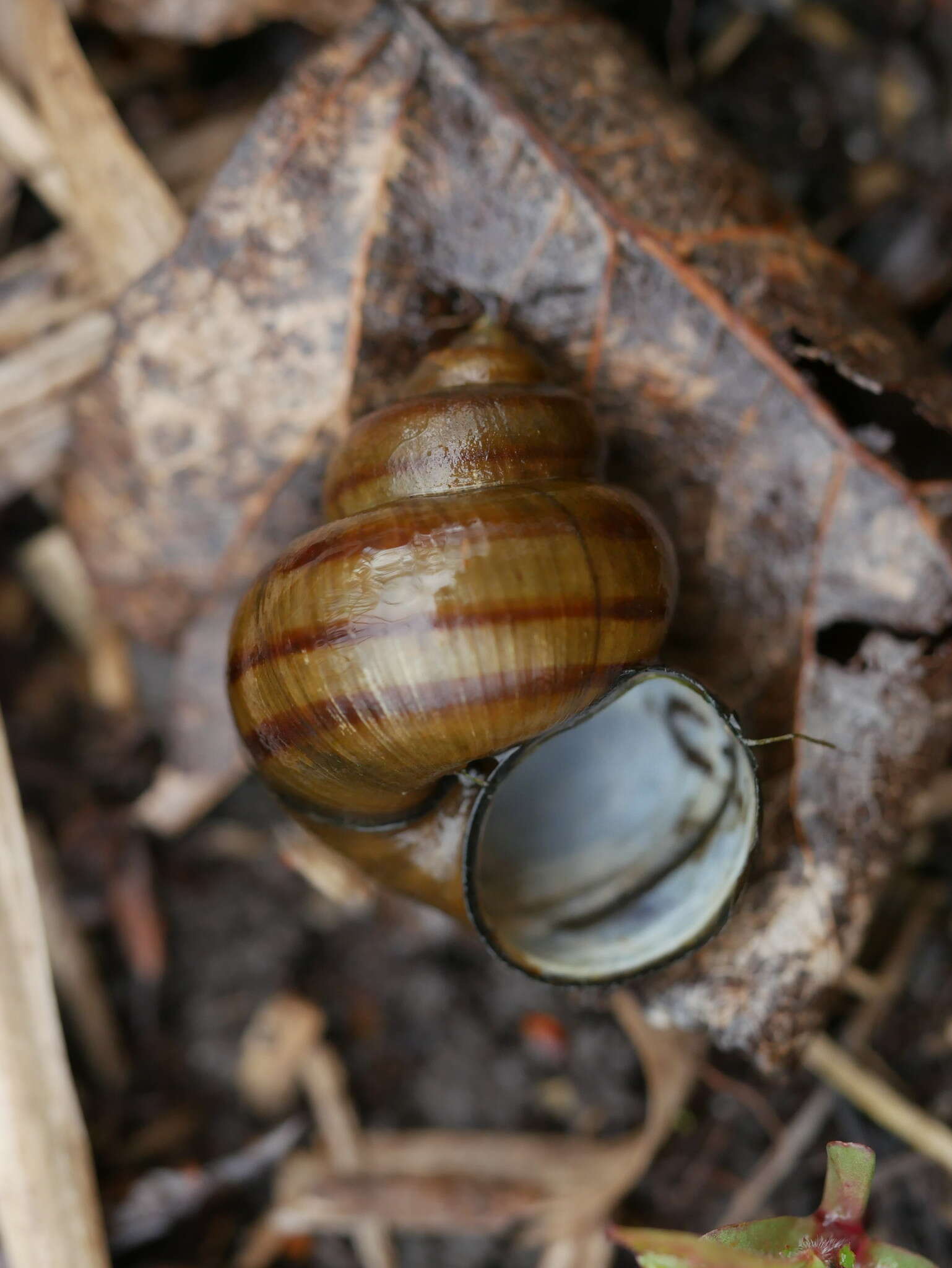 Image of Lister's River Snail