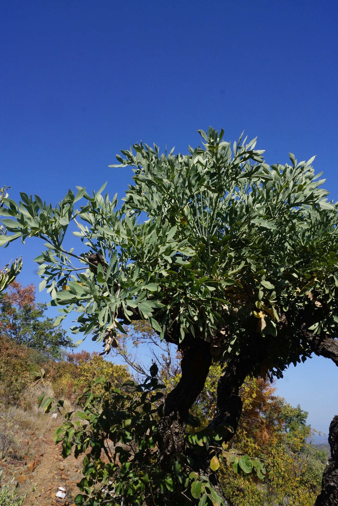 Image of Transvaal Cabbage Tree