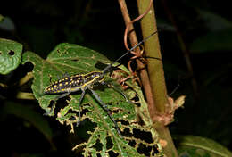 Image of Taeniotes cayennensis Thomson 1859