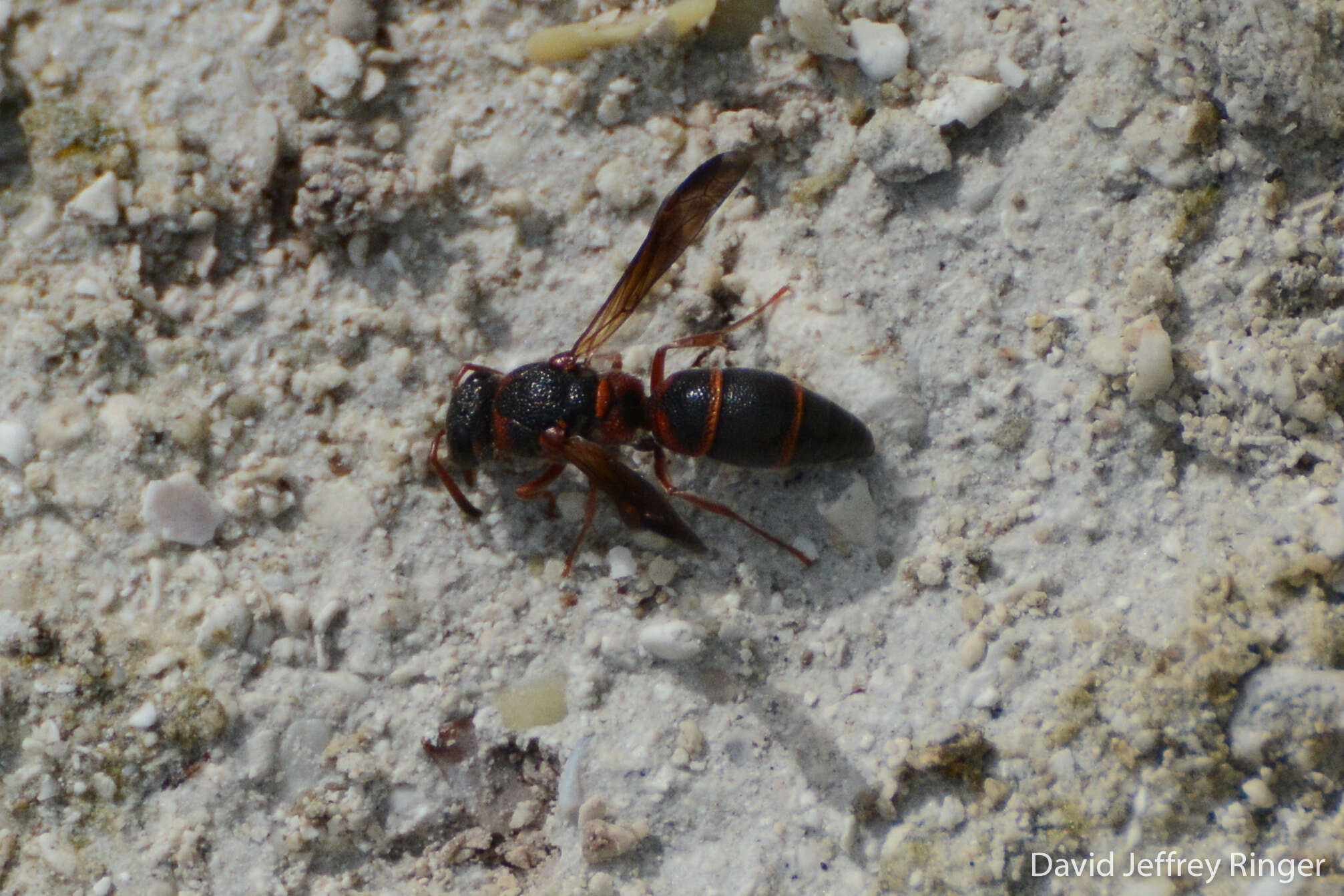 Image of Parancistrocerus fulvipes rufovestis Bohart 1948