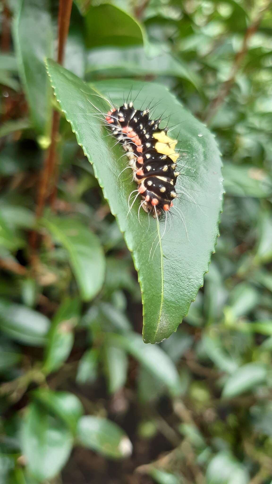 صورة Erasmia pulchella hobsoni Butler 1889