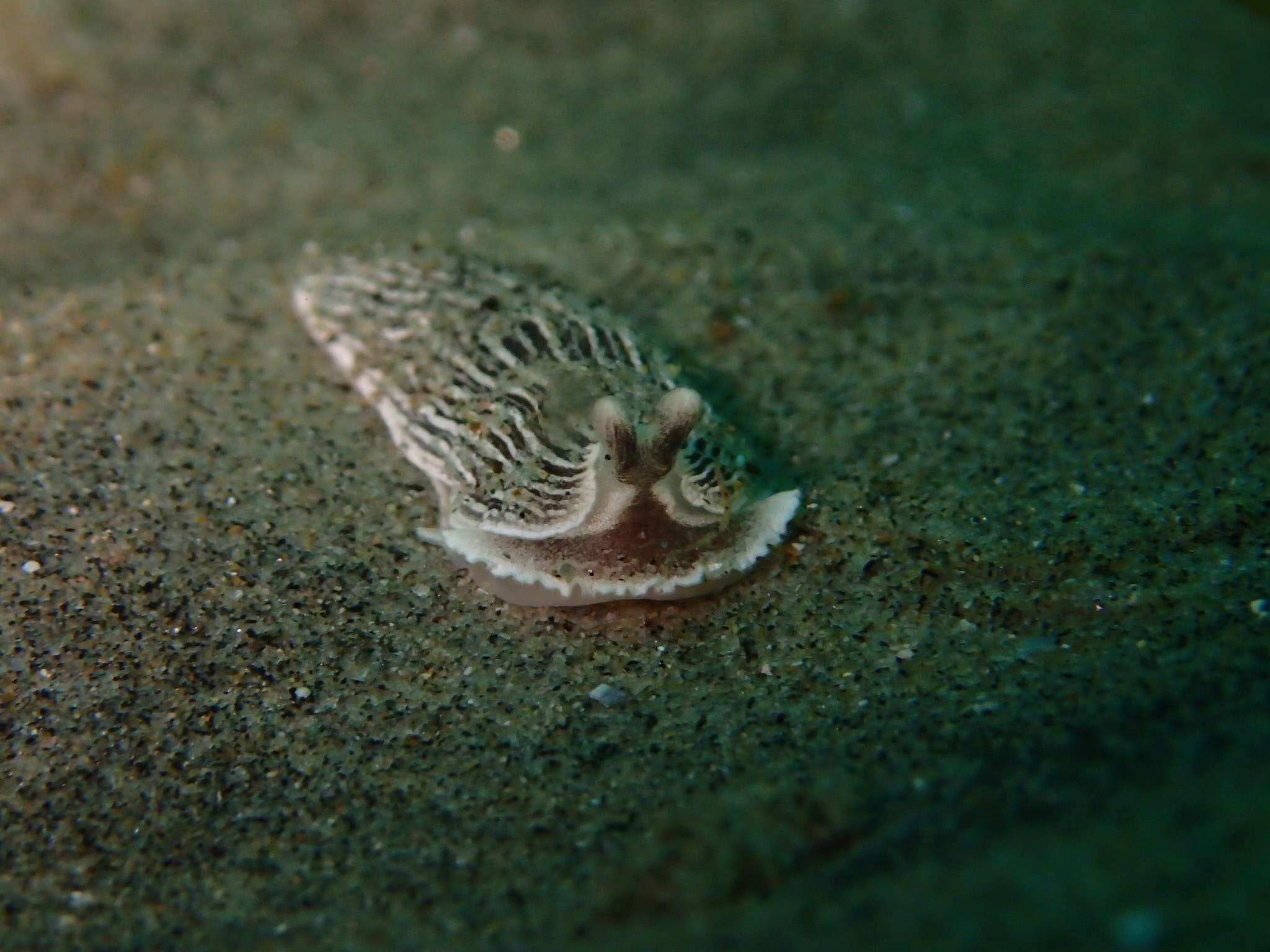 Image of Armina californica (J. G. Cooper 1863)