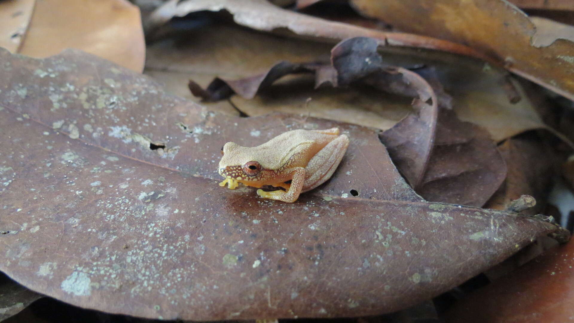 Imagem de Dendropsophus bipunctatus (Spix 1824)