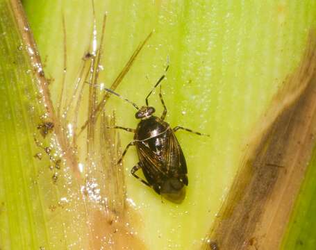 Image of Deraeocoris orientalis (Distant 1904)