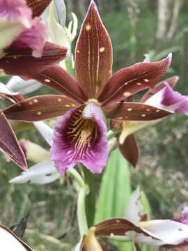 Image of Phaius australis F. Muell.