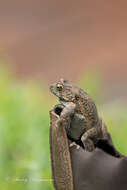 صورة Sclerophrys pusilla (Mertens 1937)