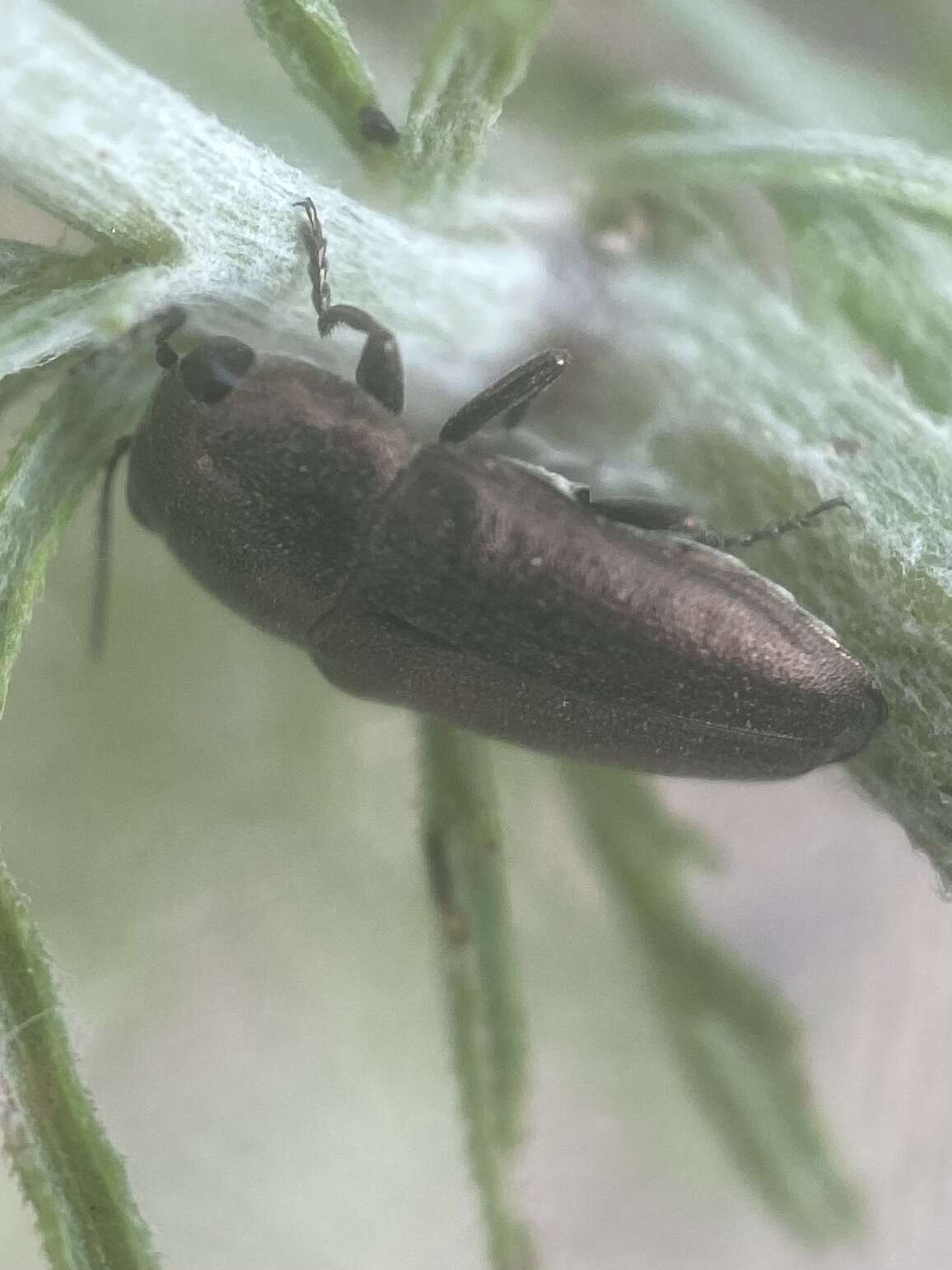 Image of Metallic wood-boring beetle