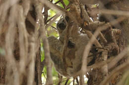 Image of Lorenz Von Liburnau’s Woolly Lemur