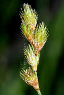 Image of broom sedge