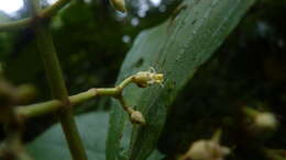 Image de Miconia albertobrenesii Gamba & Almeda