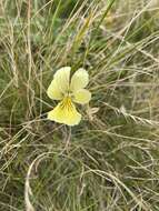 صورة Viola lutea subsp. sudetica (Willd.) W. Becker