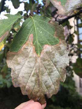 Imagem de Xylella fastidiosa