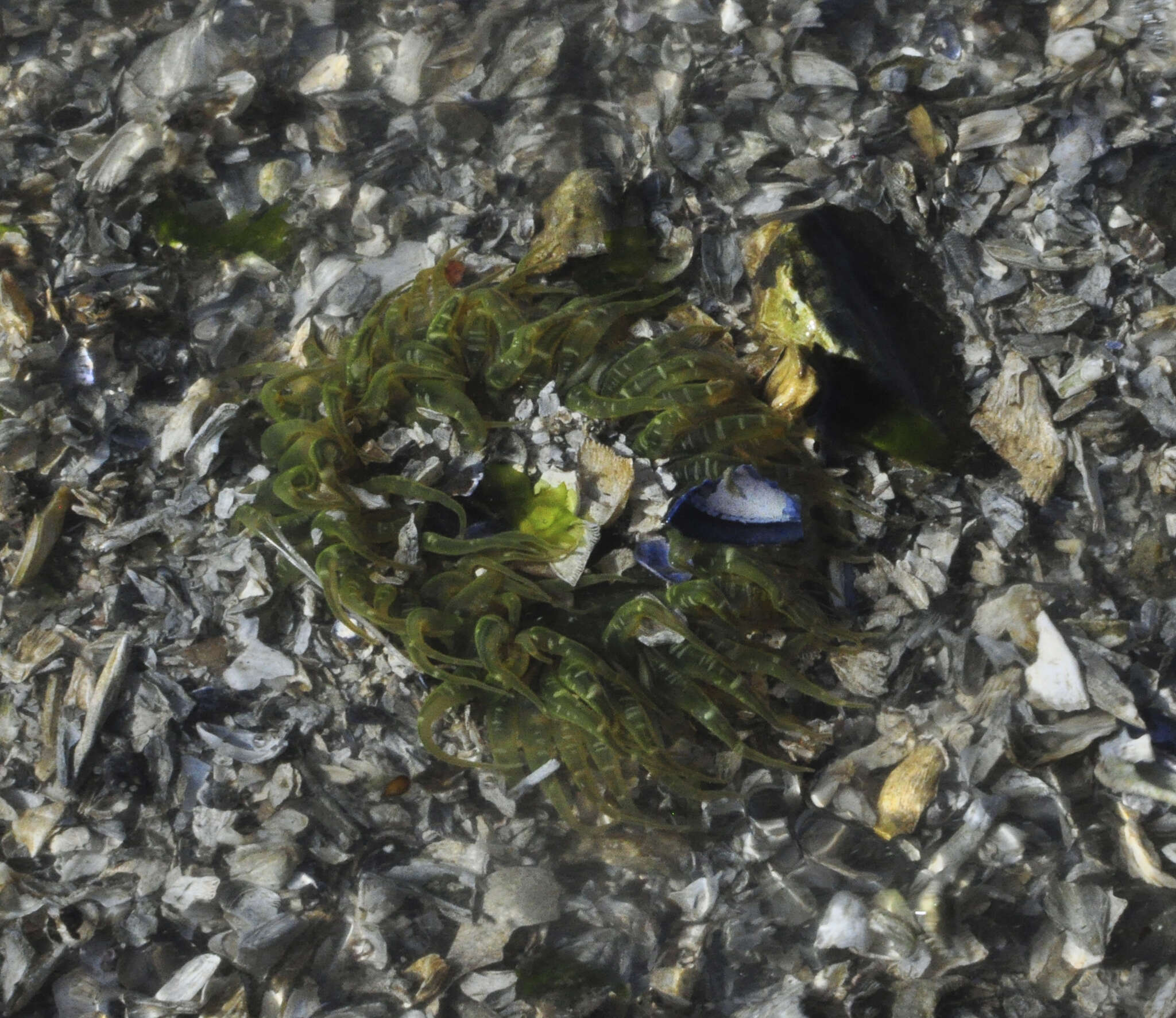 Image of buried sea anemone