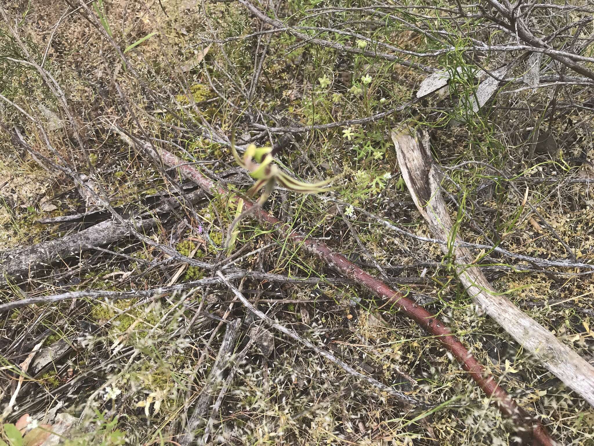 Image of Pointing spider orchid