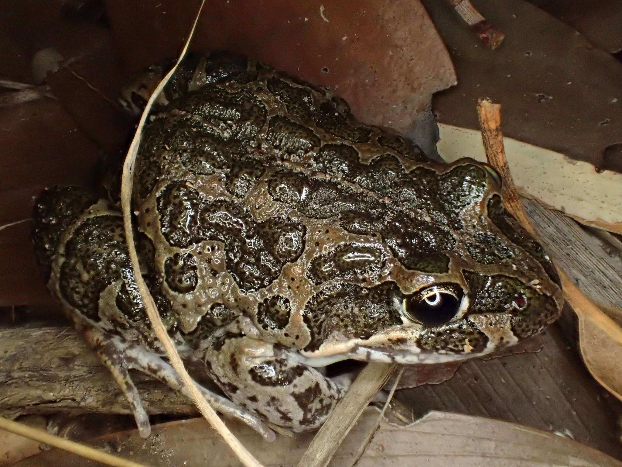 صورة Limnodynastes convexiusculus (Macleay 1878)