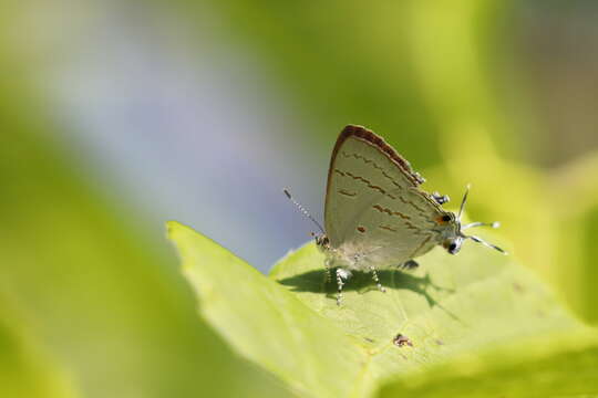 Imagem de Hypolycaena philippus (Fabricius 1793)